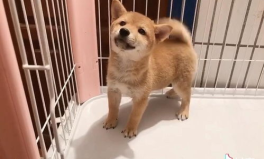 小柴犬,迷你版忠诚伙伴，温馨陪伴指南