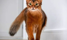 索马里猫,古老传说中的优雅猎手